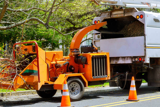 Best Tree Stump Removal  in USA